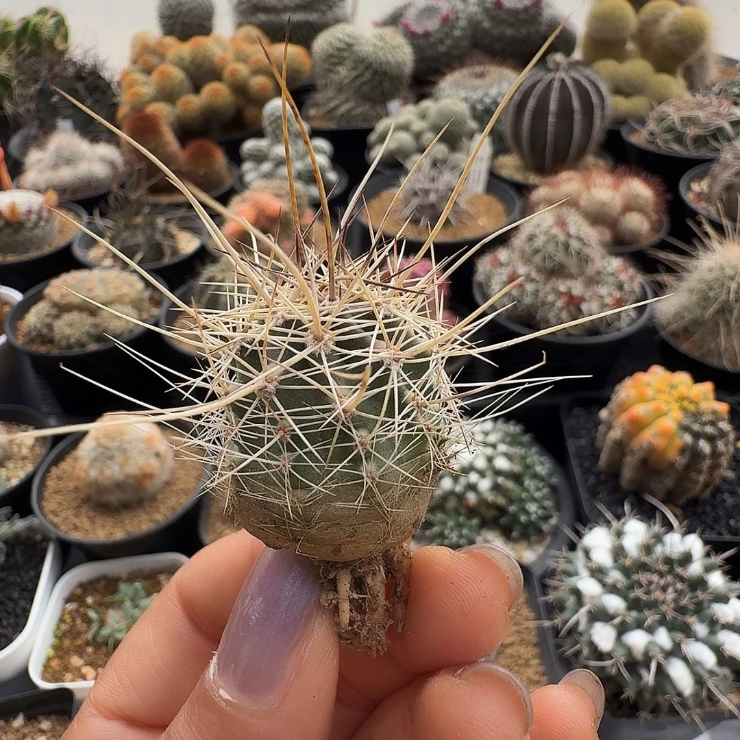 实生林氏脱土发货