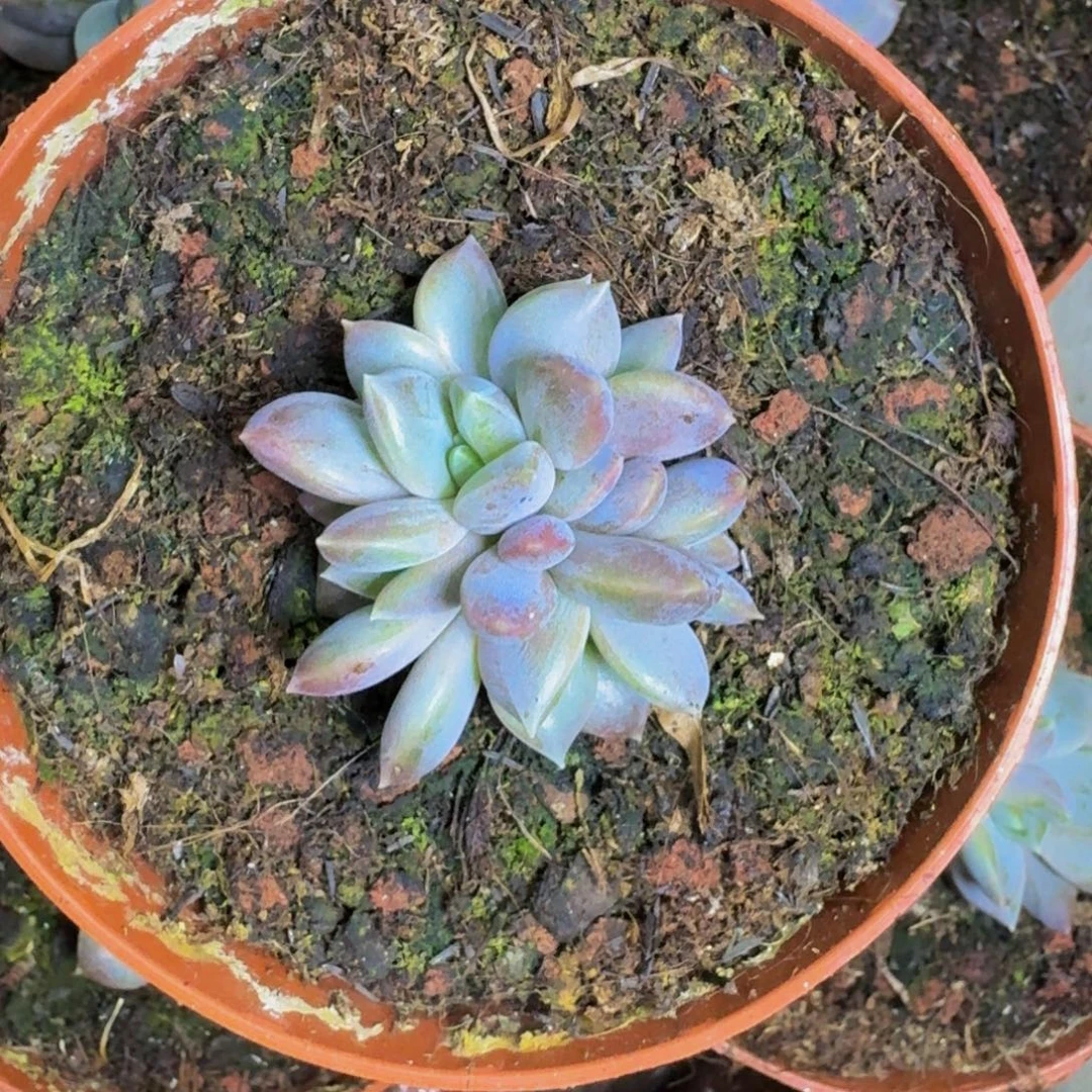 邀月 叶插 一物一拍