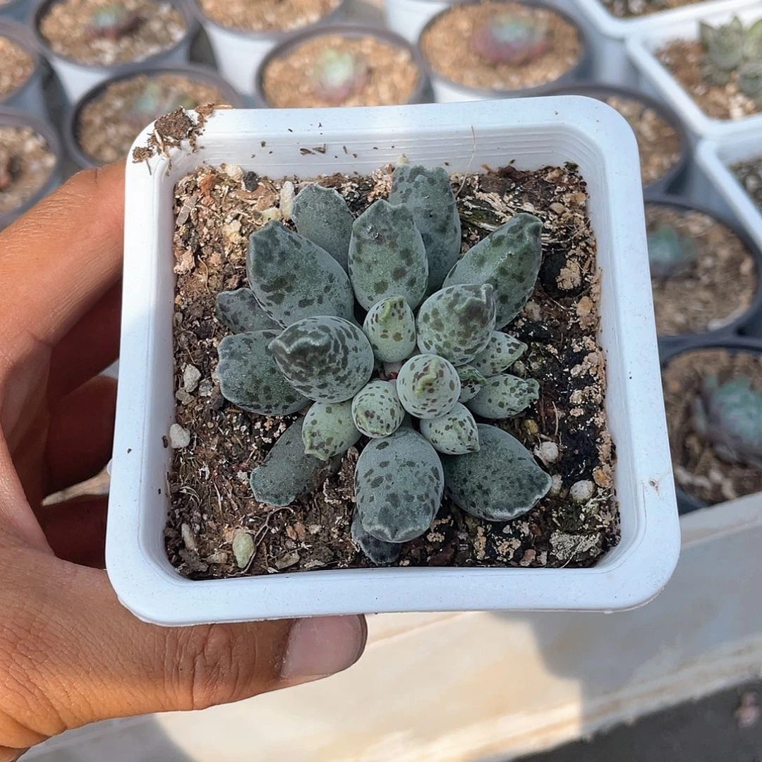 海豹水泡带盆发货