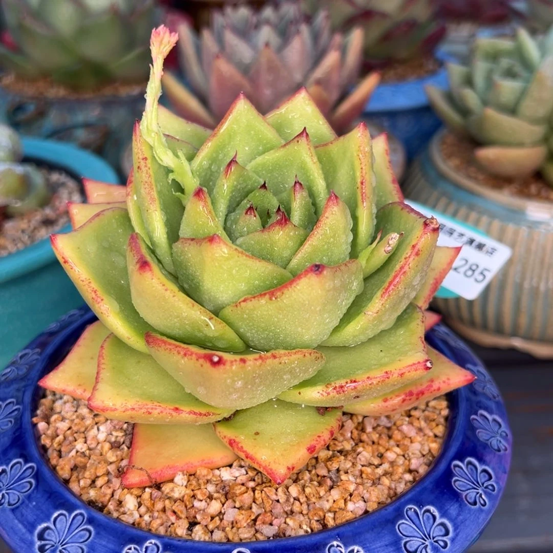 从前慢多肉精选编号0217.285