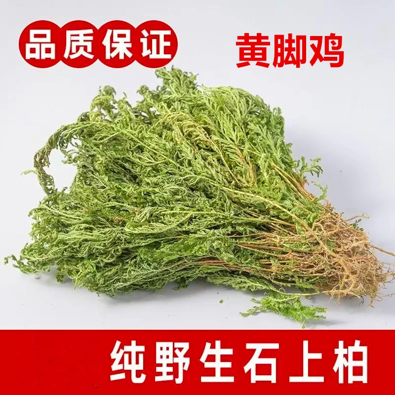 黄脚机福建正宗野生客家特产野生石上柏龙鳞草地侧柏地草
