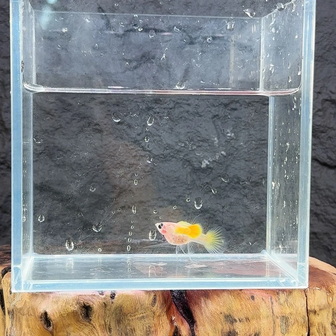 孔雀鱼黄金c1661611616