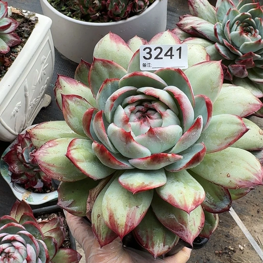 惊鸿仙子 3241........