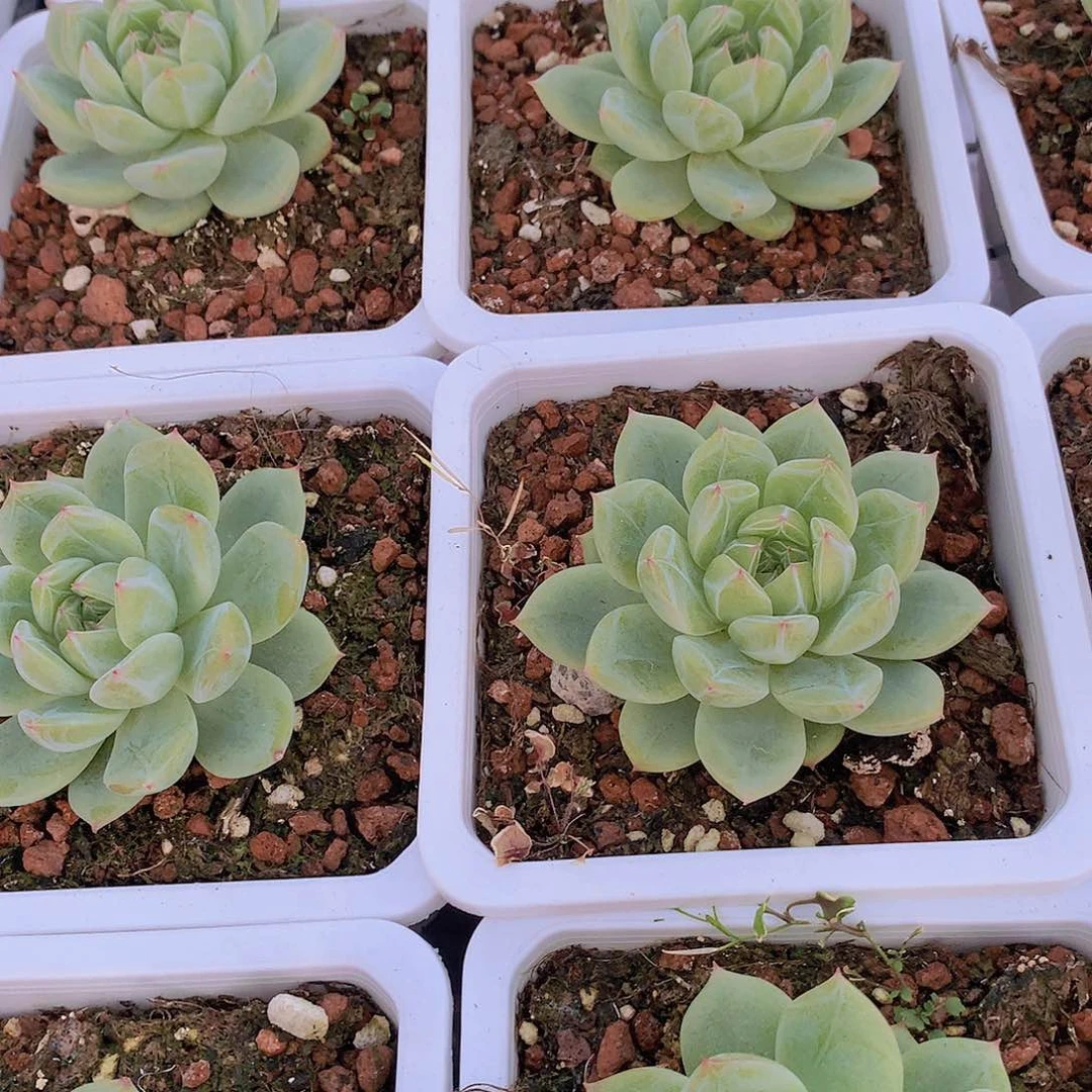 雪花珍妮2567889“o