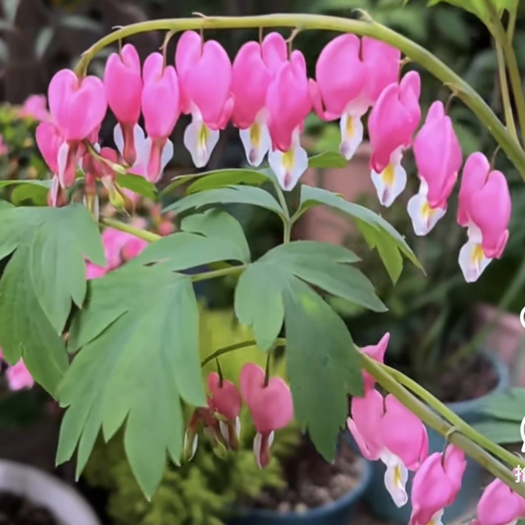 荷包牡丹花苗适合田园庭院阳台室内外种植发芽容易