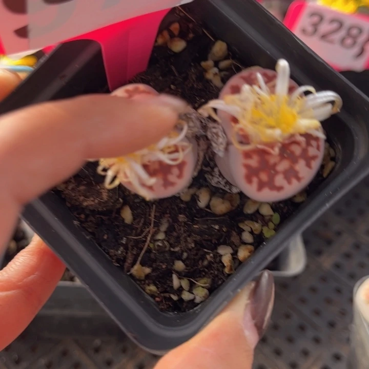 菖***蒲333号888888888888