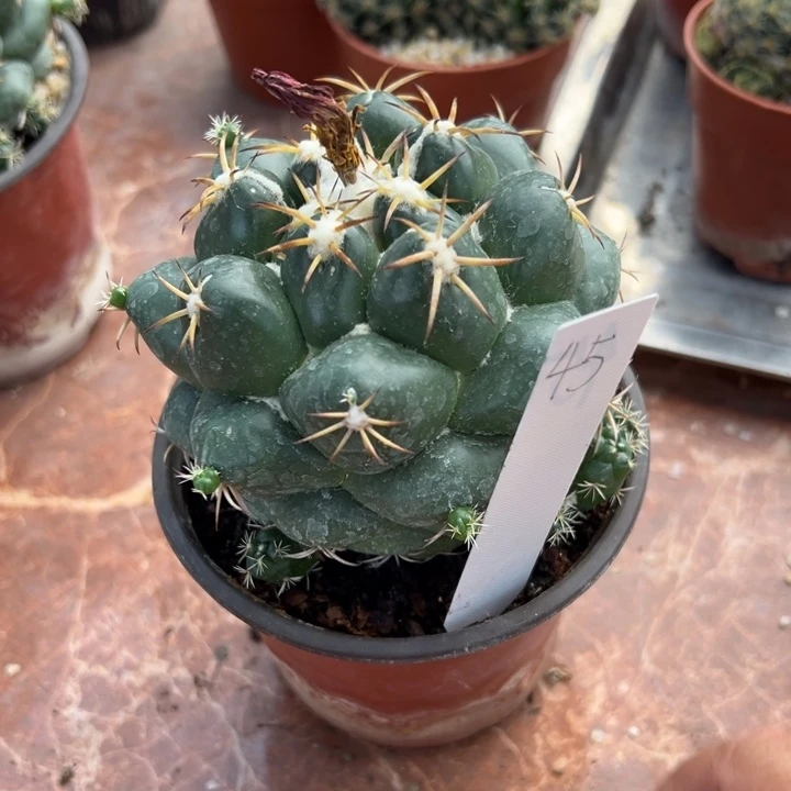 蓝***花45号实生巨象一颗脱土