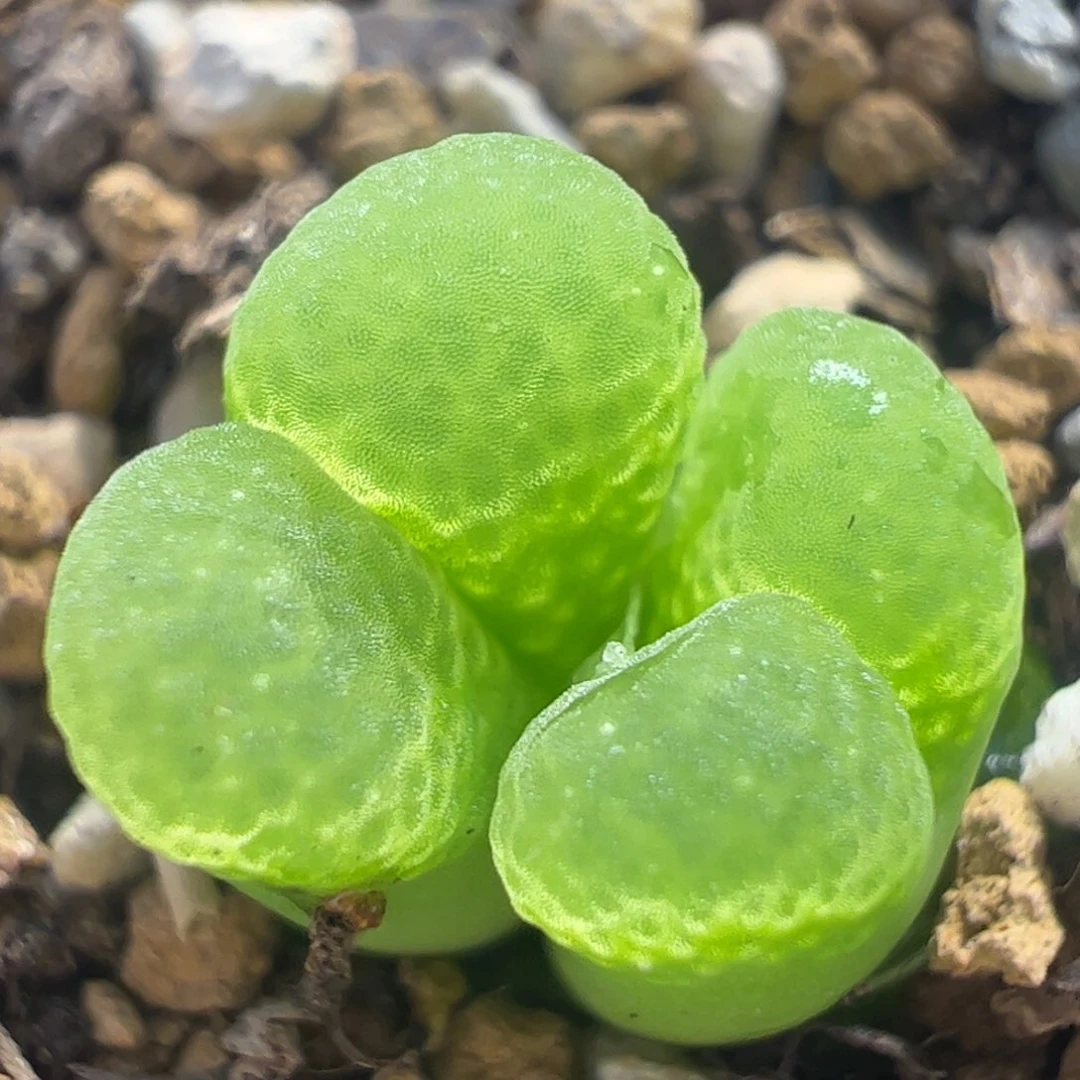 芭比风铃多肉植物百科