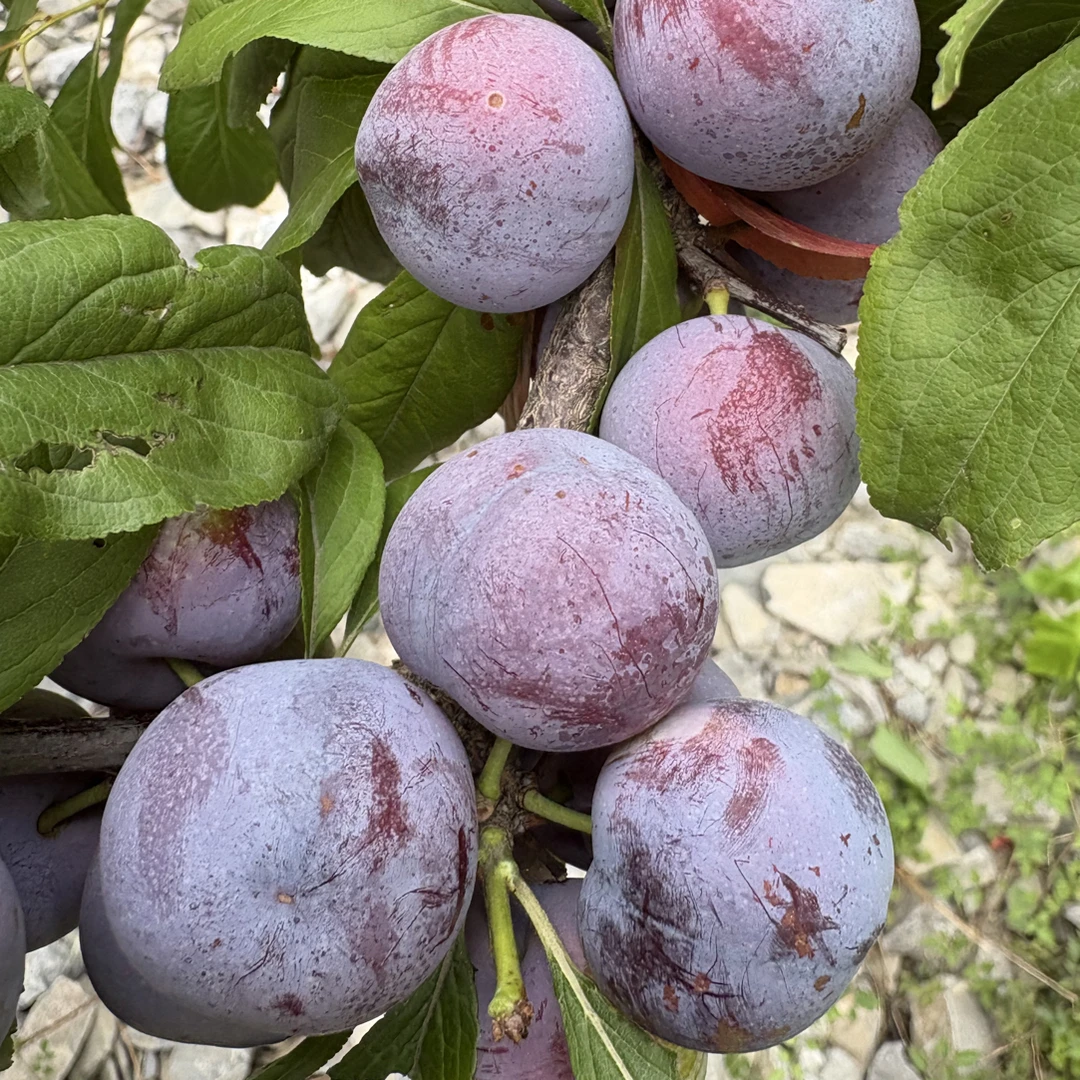 甘肃正宗脱骨脆红李新鲜现摘多汁当季水果