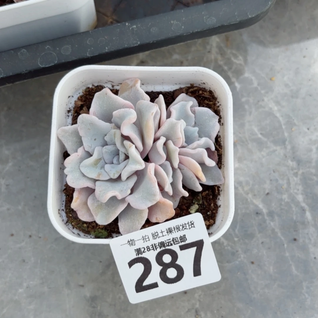 芭蕾舞者无盆土发货