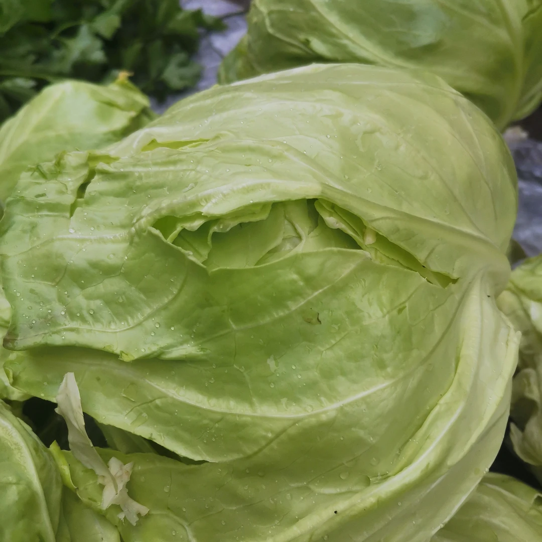 农村包包白 自己种的