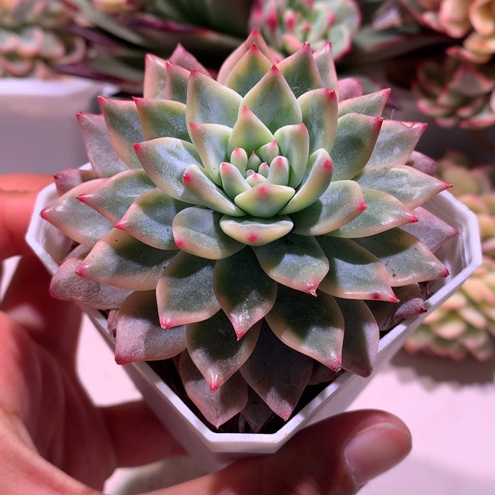 蓝鸟锦腹轮锦锦锦锦