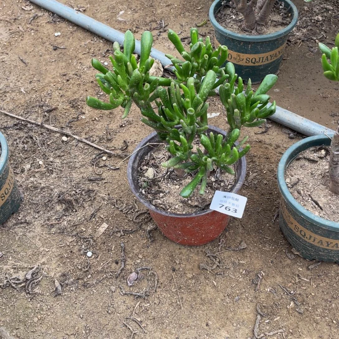 763 法师多肉断枝不包