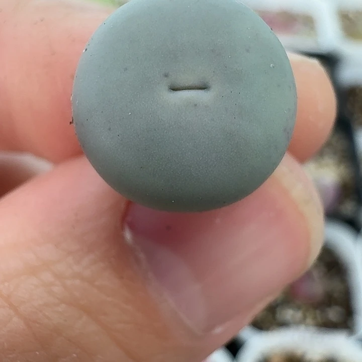 老马生石花433v嘴1431