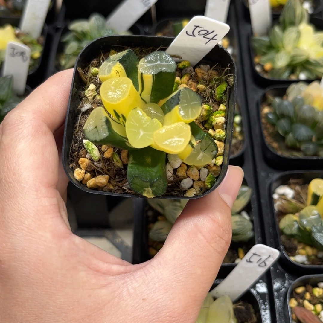 504玉龙万象锦无根介意勿拍