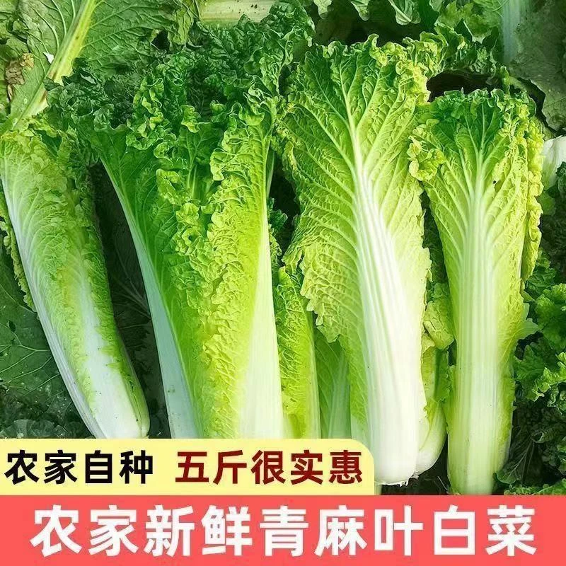 【新年买5斤送2斤】贵州农家露天种植新鲜大白菜现砍现发