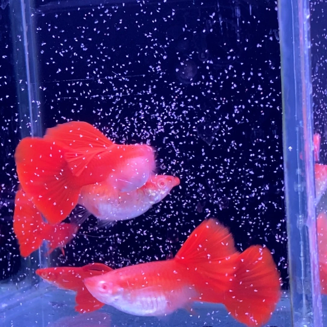 孔雀鱼紫麟大背血红3对
