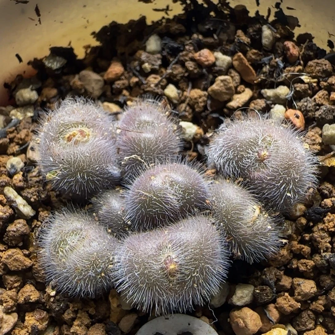 斯蒂芬大型红毛球群540