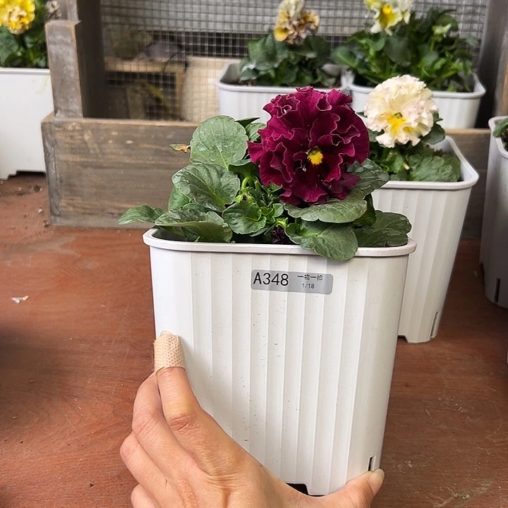 红陶我家的花花真好看348