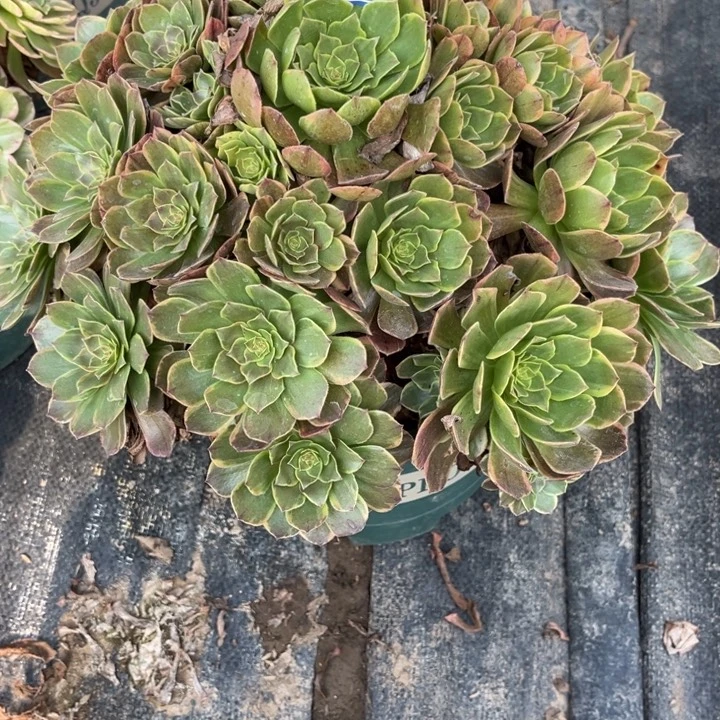 318半夏多肉植物法师