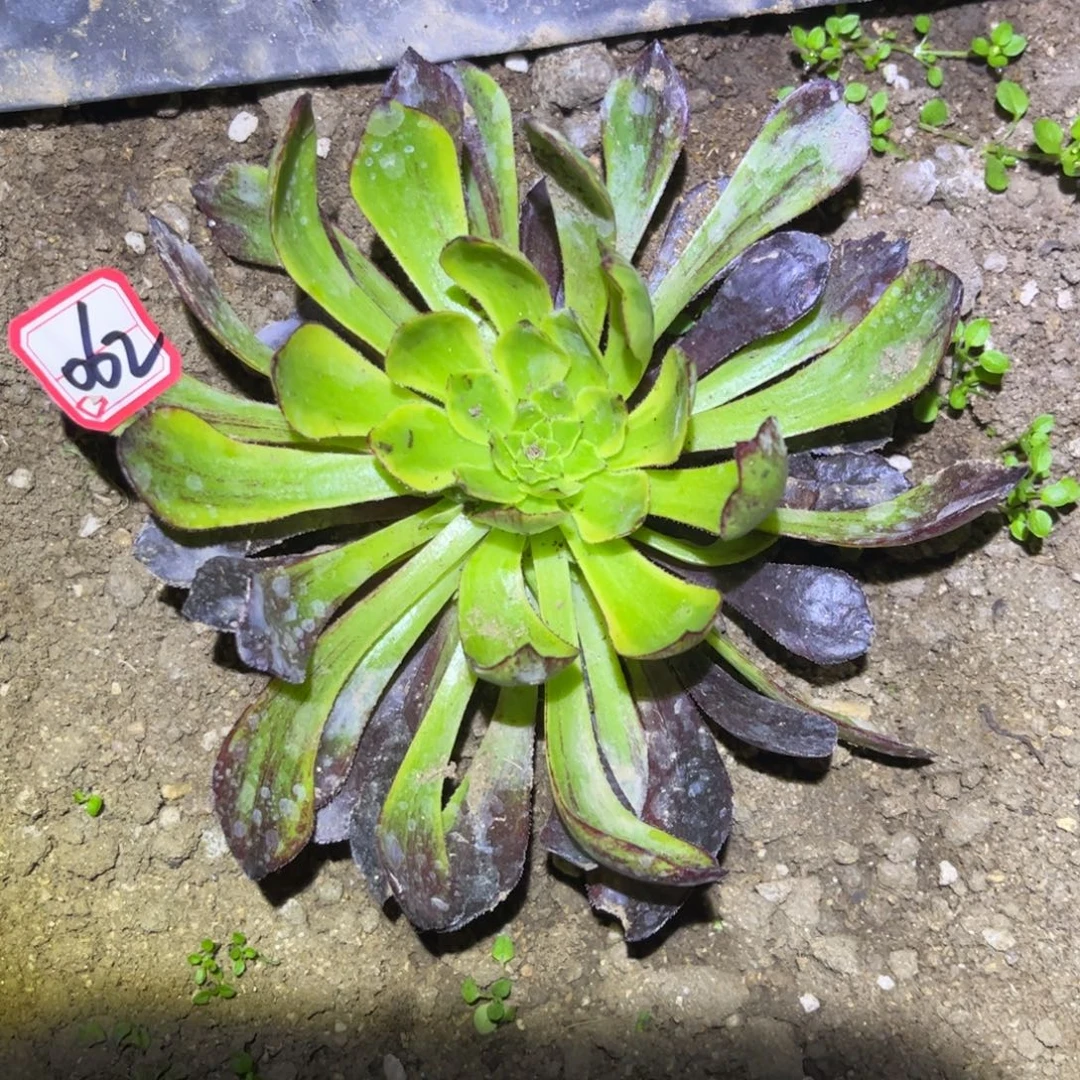 062多肉植物莫兰迪两圈侧芽