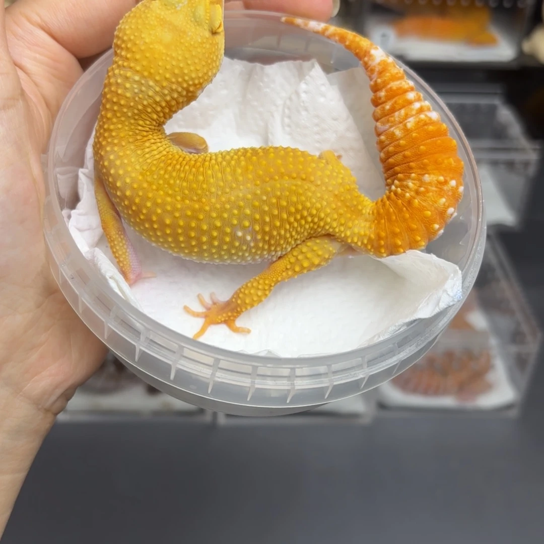 豹纹守宫阳光成体