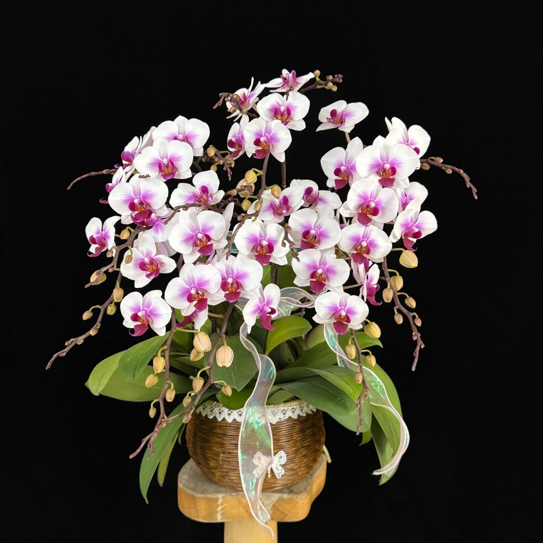 【小婚纱】白色花花粉色渐变花心 蝴蝶兰 室内花卉 耐开耐摆