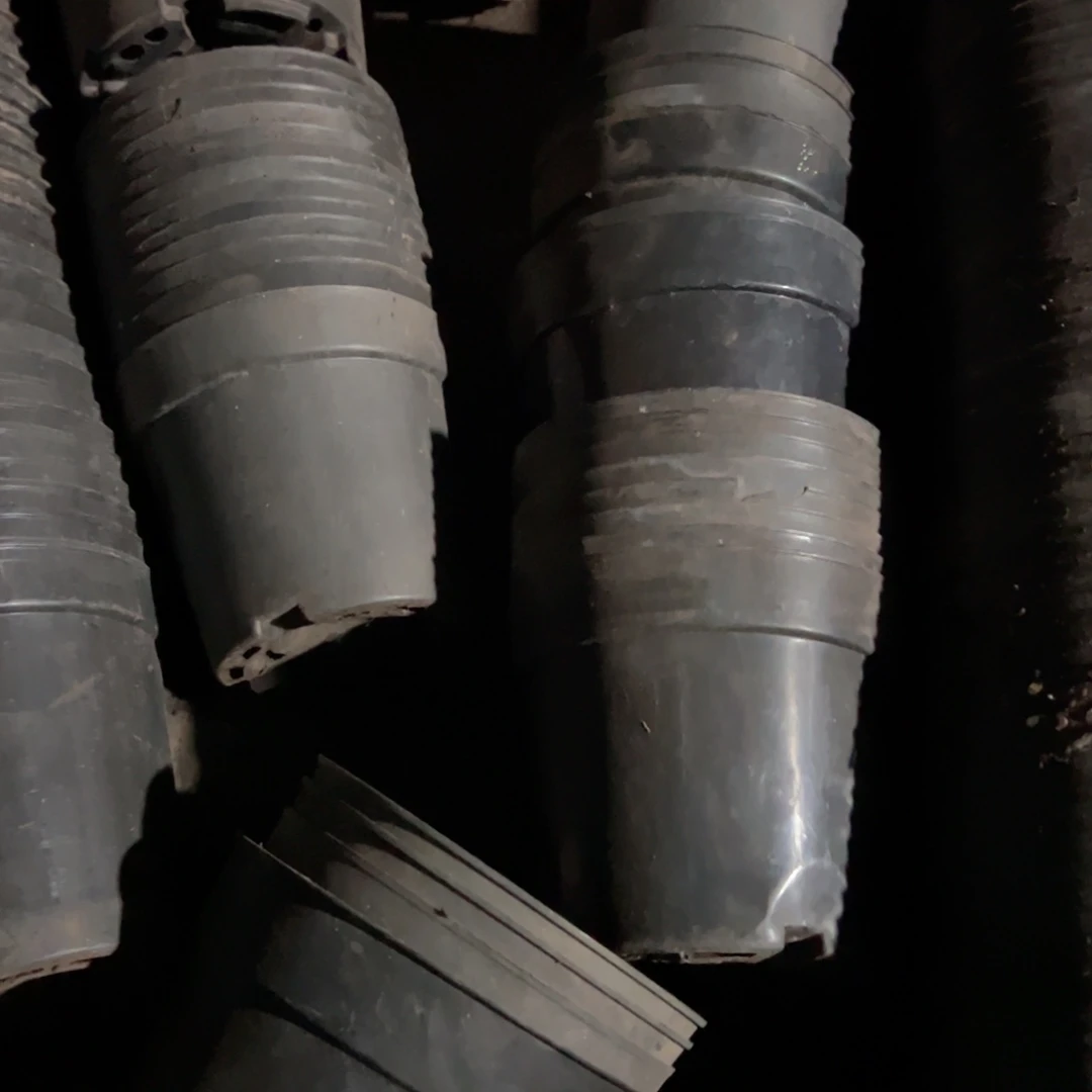 矮胖盆11-12口径 50个