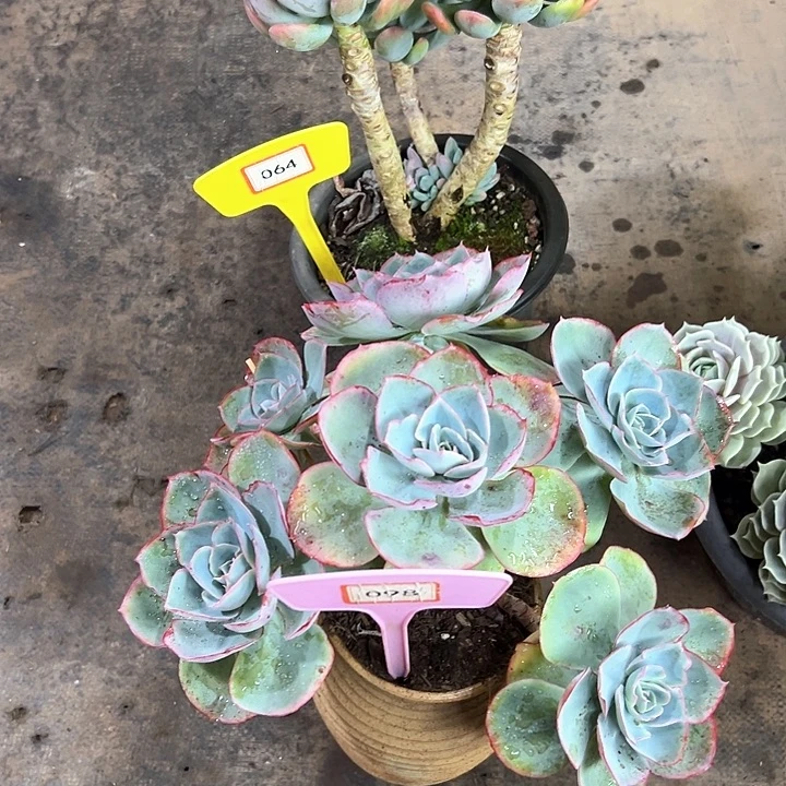 八***子灰姑娘多肉植物064098