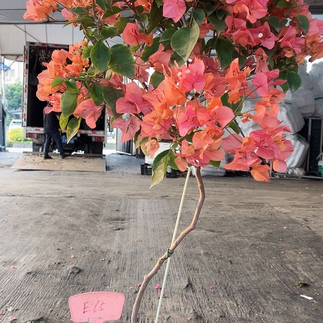 路***路大部分花苞少量开放E65波妹