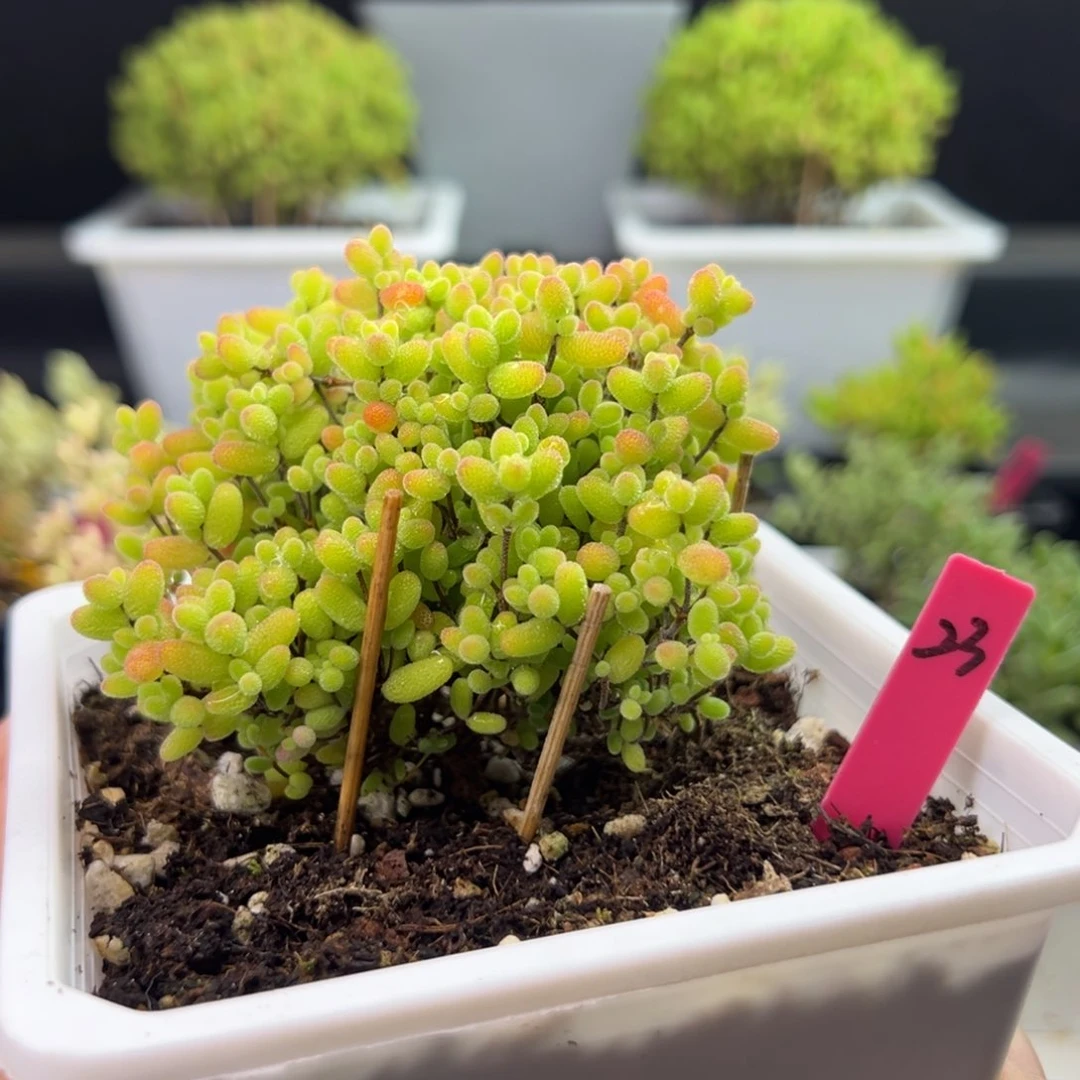 粗直腿蜜橘23号12cm盆