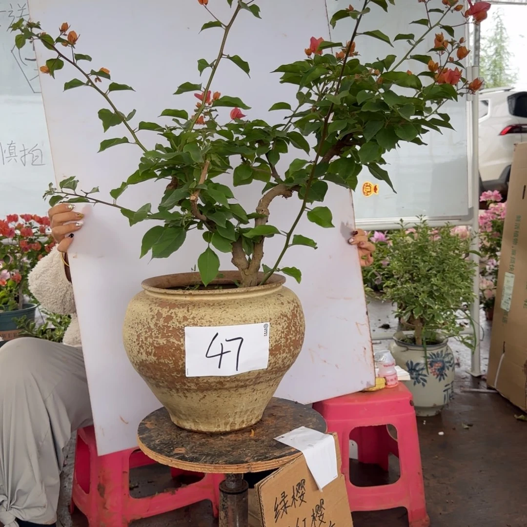 大部分花苞少量开放47 木架 金发女郎