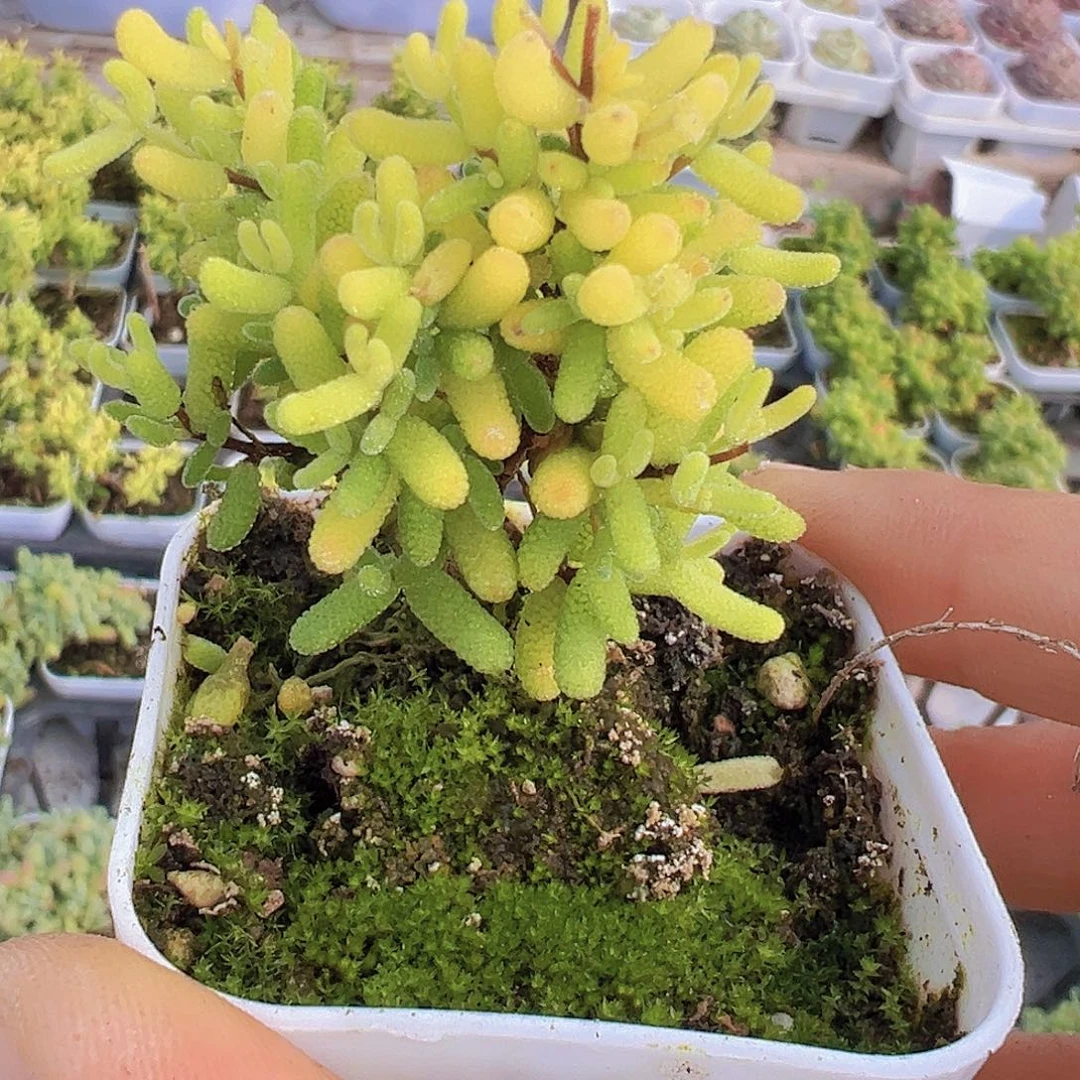 糖球锦19包邮多肉植物