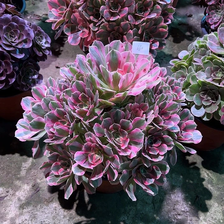 多肉植物女巫00660