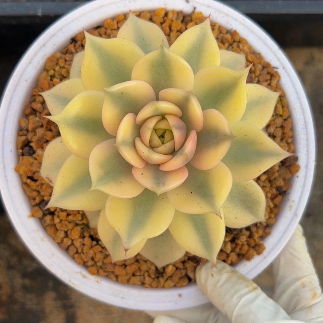 贝加尔湖锦多肉植物