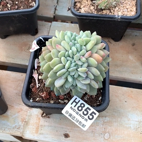 冰橙缀化855 亏本处理退款拉黑7-8天发货