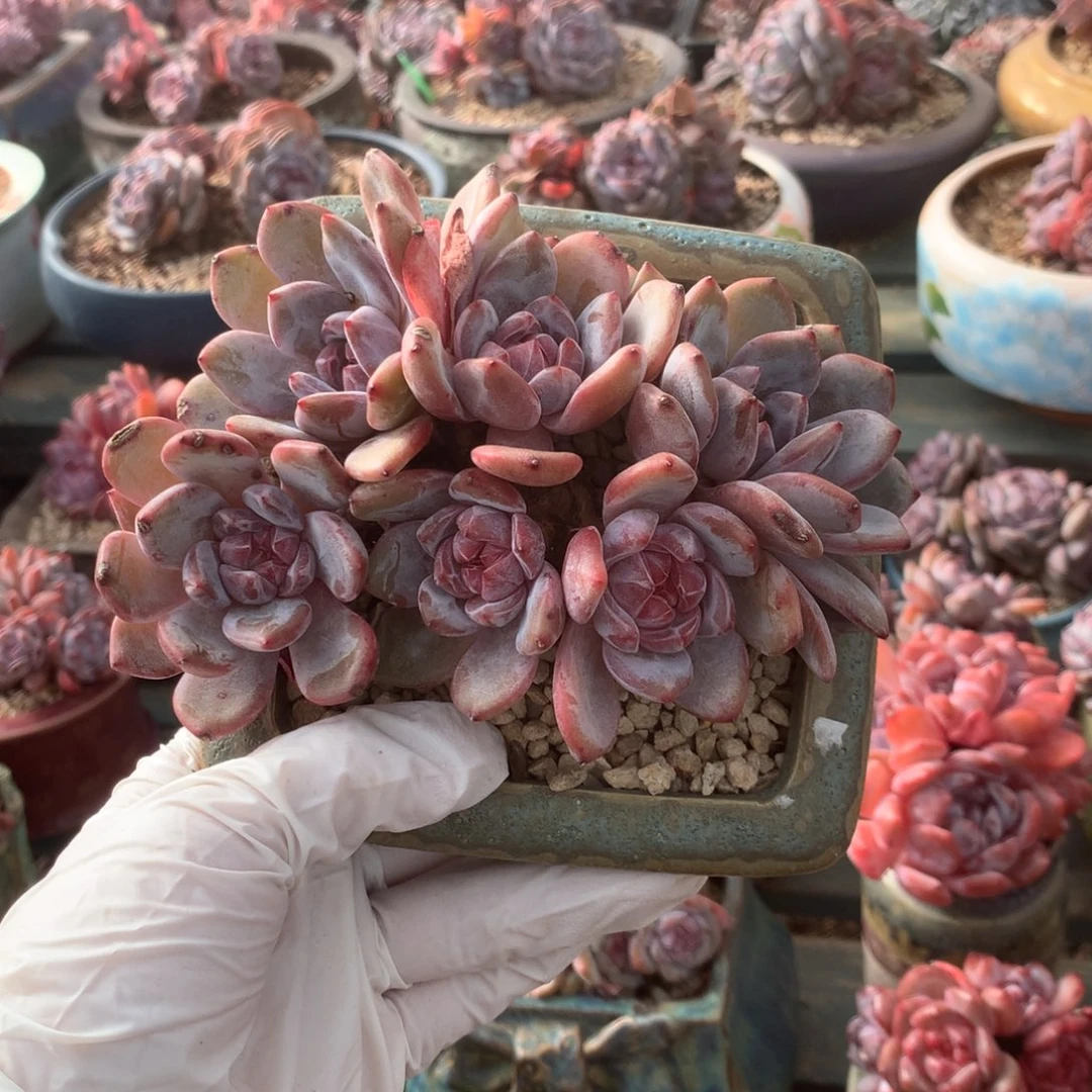 无花朵哈哈哈哈哈哈哈哈哈哈哈哈