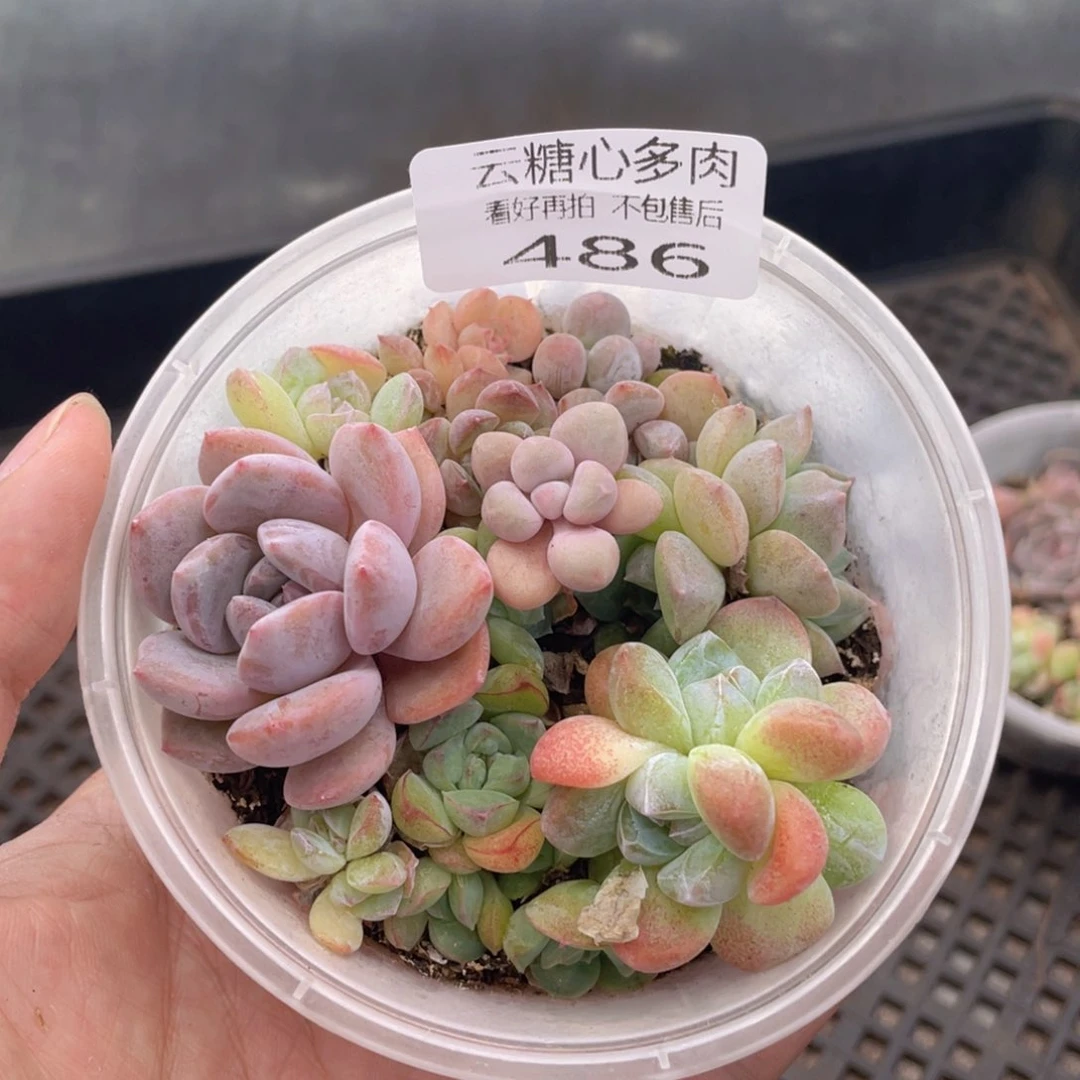 云糖心多肉植物486