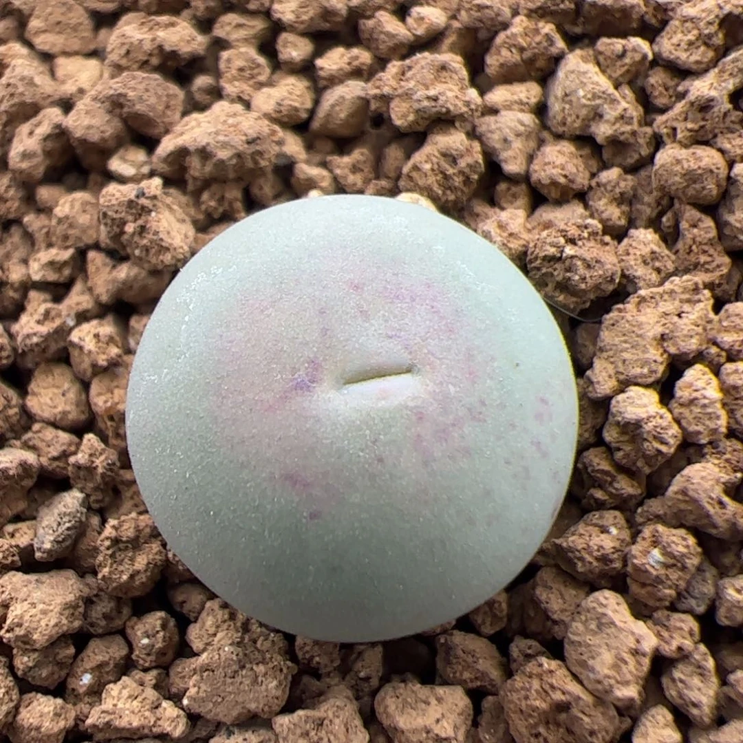 0191号sh434V嘴 多肉植物