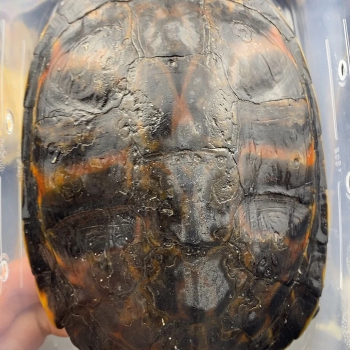 巴西彩龟母66666666