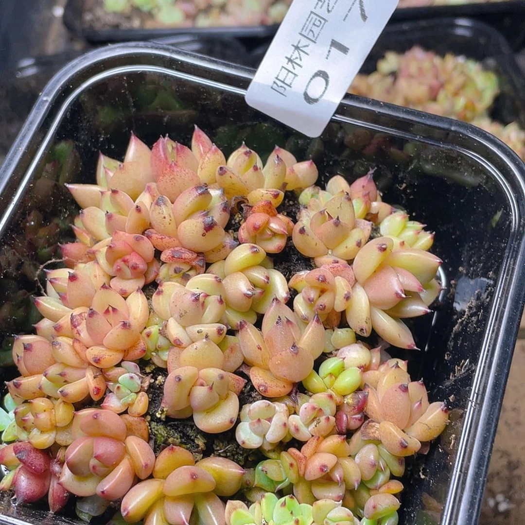 多肉植物多肉植物17