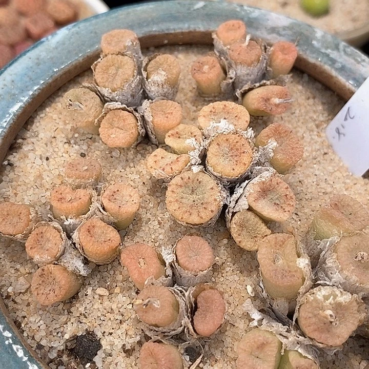 蜜枣一群             限购