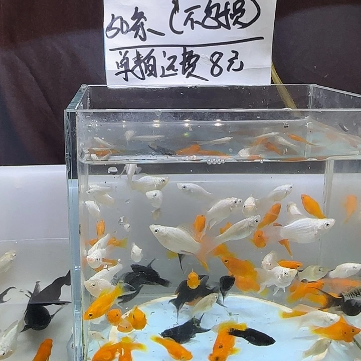 海水自来水河水买10送10条备损➕50条鱼苗一起发货（不包损）