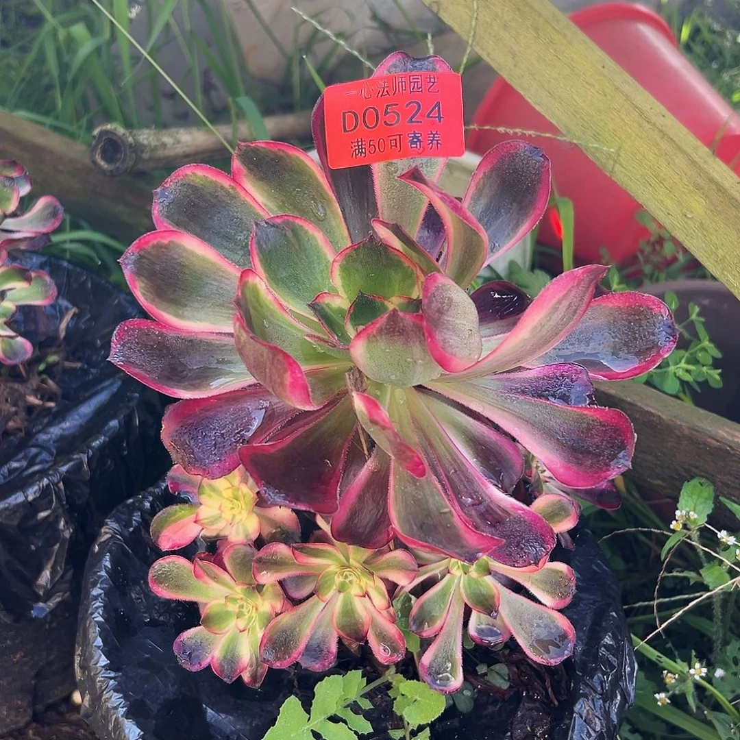 0524多肉植物红魔女