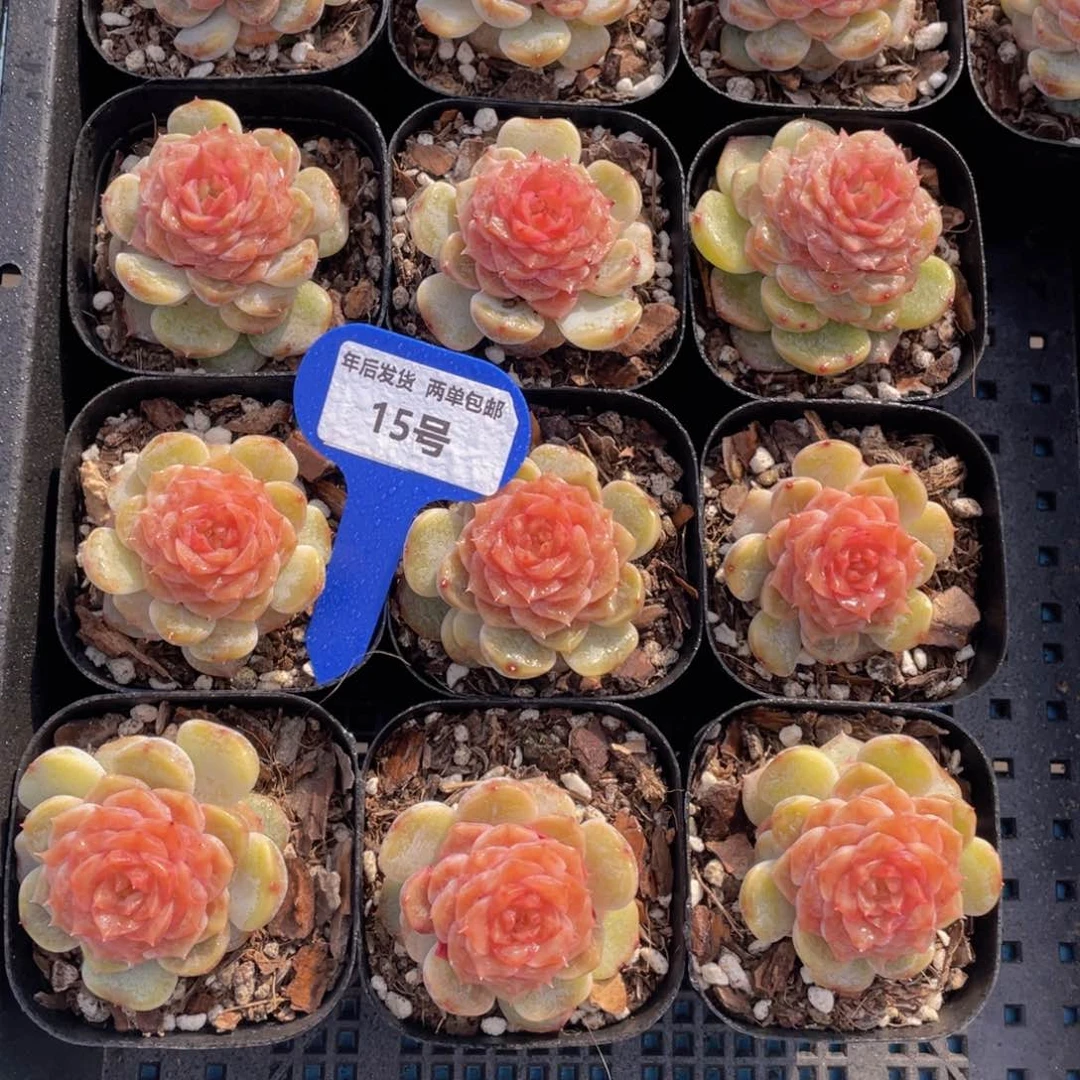 15号糖心盈盈单头一个