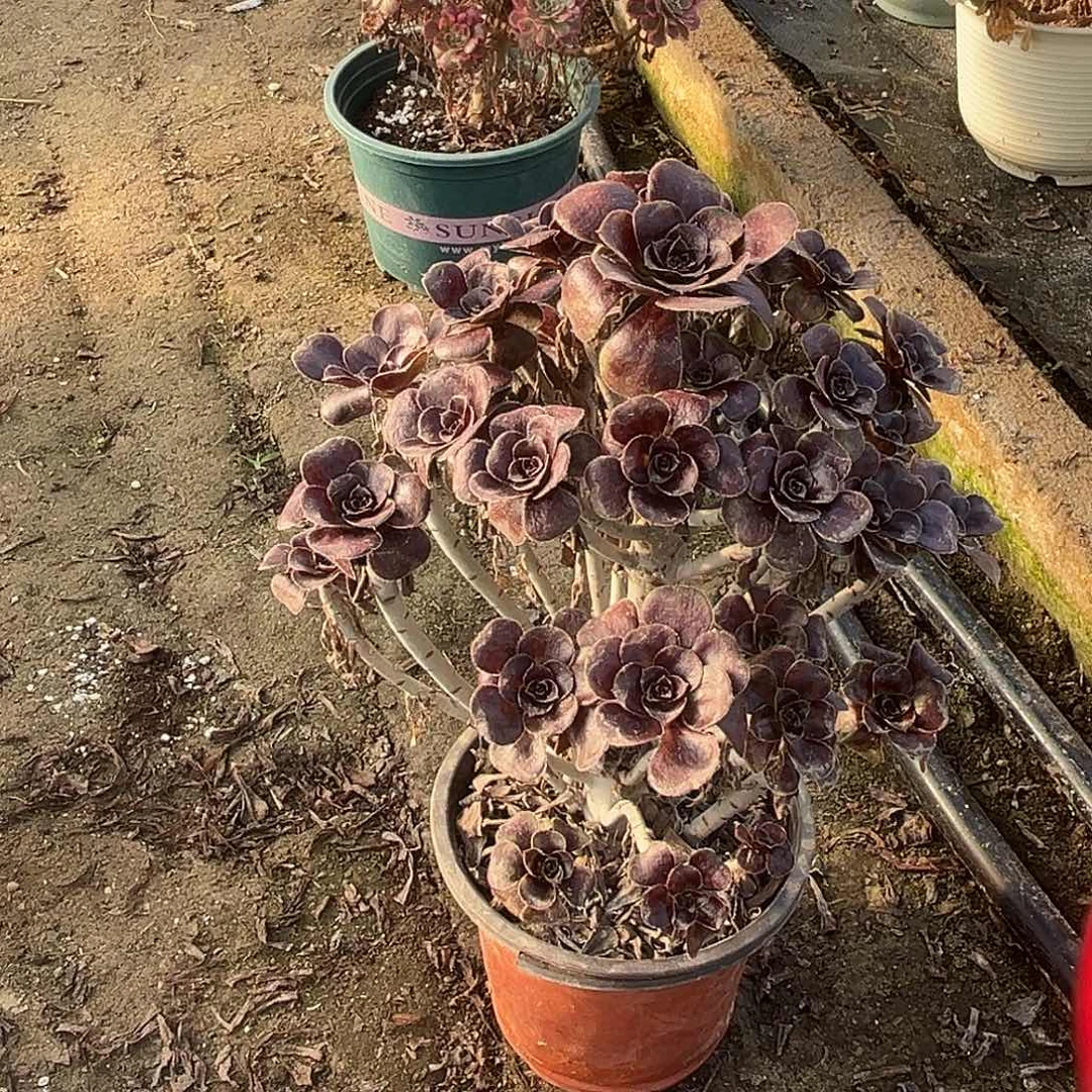 1黑圆叶法师多肉植物