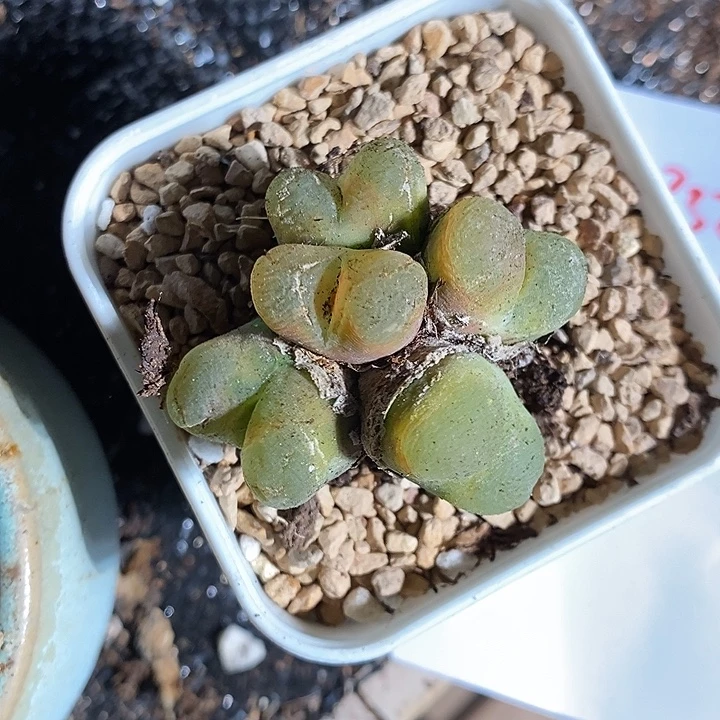18332。     群生蟠桃。