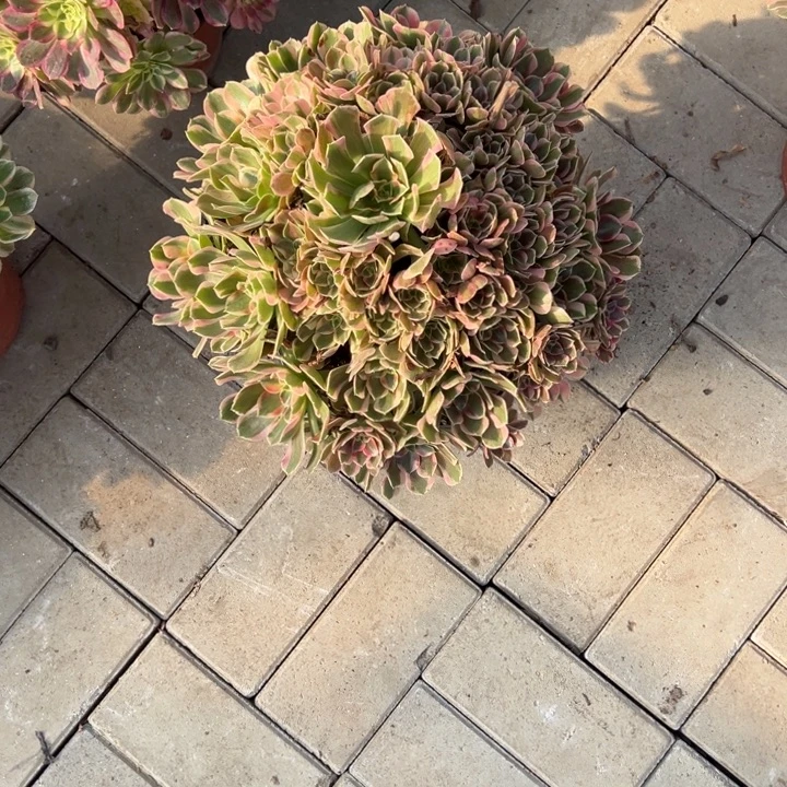 冰***玉男神多肉植物花花