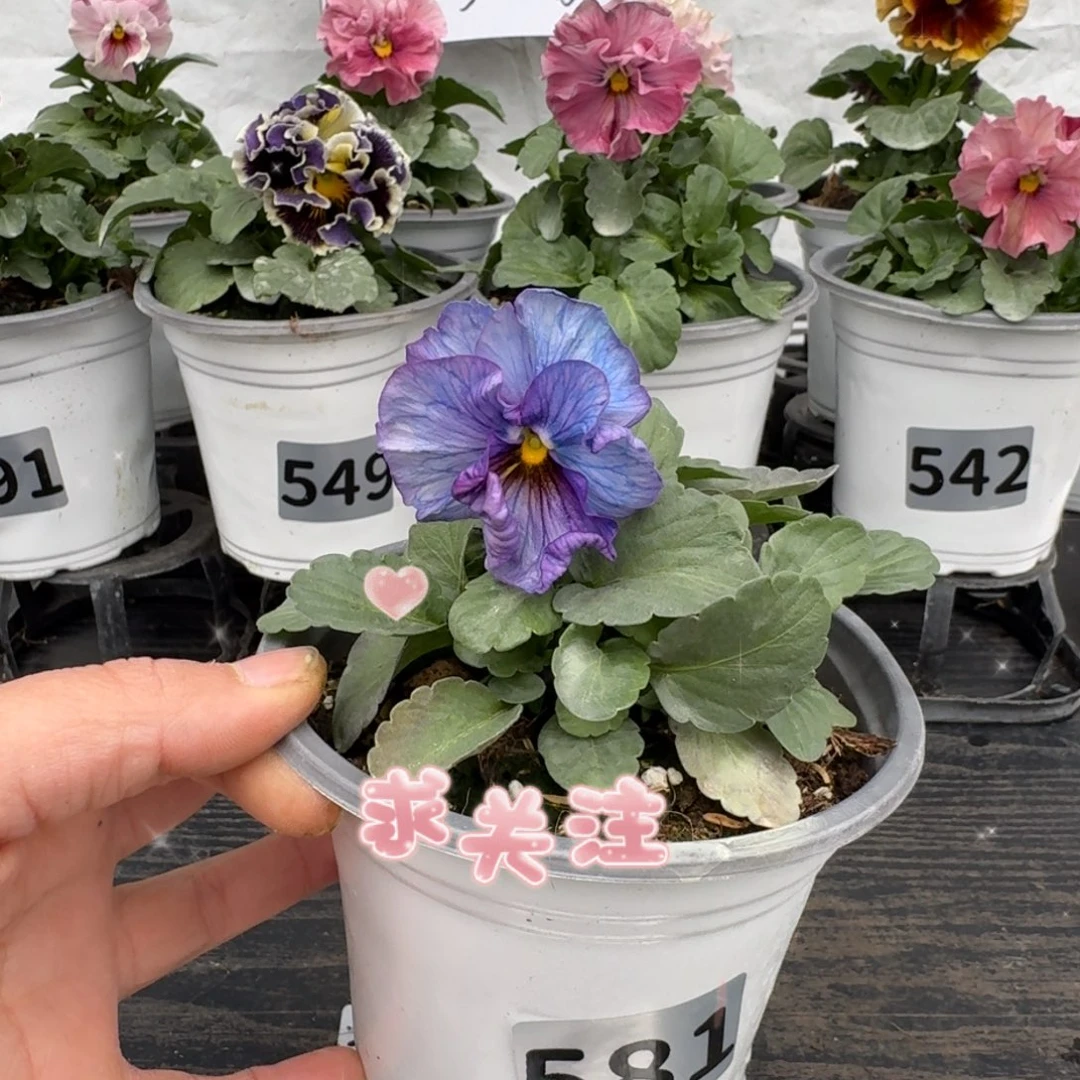 全部花朵581号神户蓝