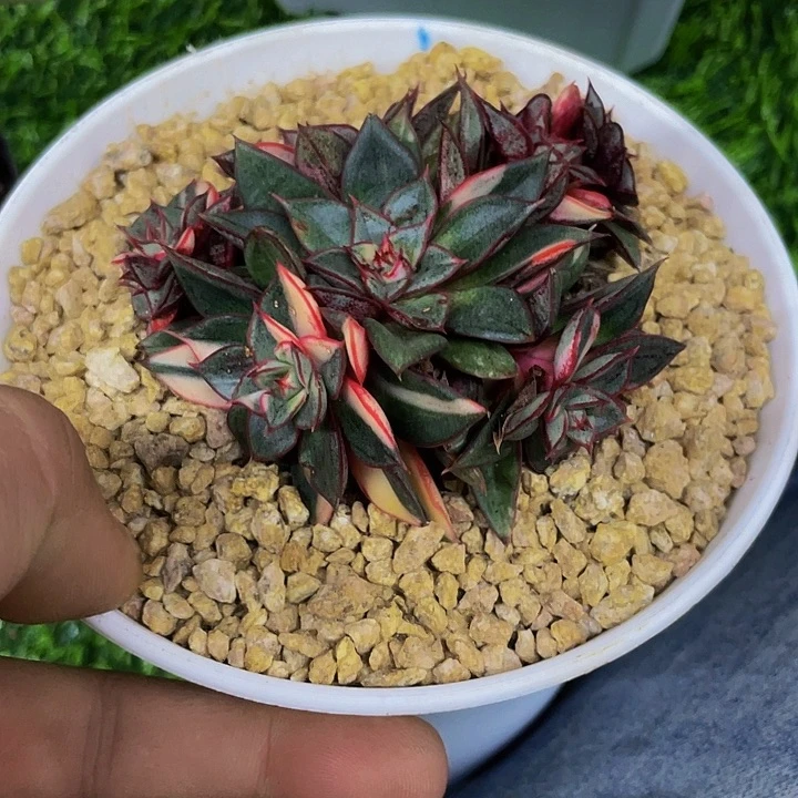麒麟座锦一物一拍